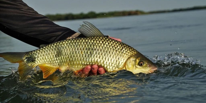 Regras que o pescador precisa observar com o fim da piracema em Goiás